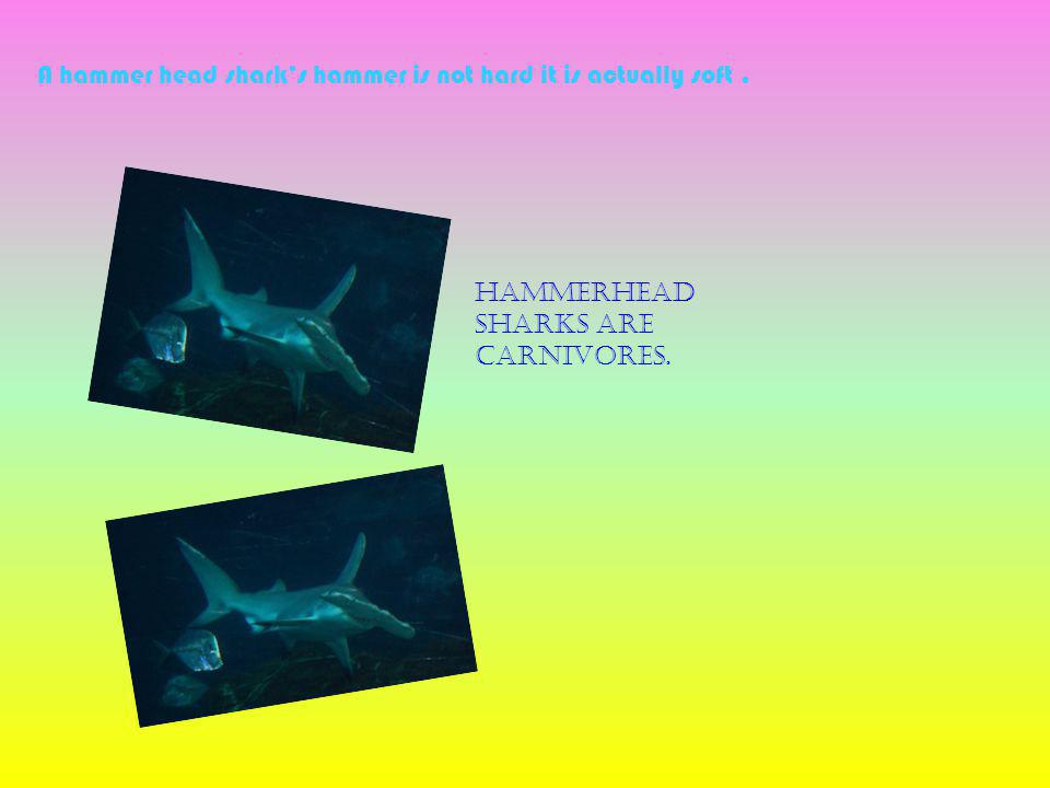 Hammerhead sharks are carnivores. A hammer head sharks hammer is not hard it is actually soft.