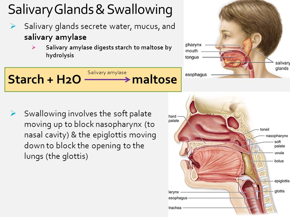 salivary amylase lab report Hydrolysis of starch by salivary amylase digestion of starch normally begins in the mouth of humans where an enzyme, salivary amylase, is secreted, catalyzing the break up of the starch by hydrolysis. salivary amylase lab report Hydrolysis of starch by salivary amylase digestion of starch normally begins in the mouth of humans where an enzyme, salivary amylase, is secreted, catalyzing the break up of the starch by hydrolysis.