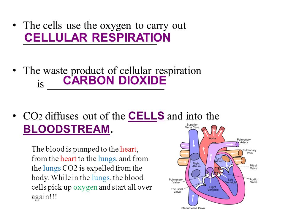The cells use the oxygen to carry out ________________________ The waste product of cellular respiration is _____________________ CO 2 diffuses out of the CELLS and into the BLOODSTREAM.