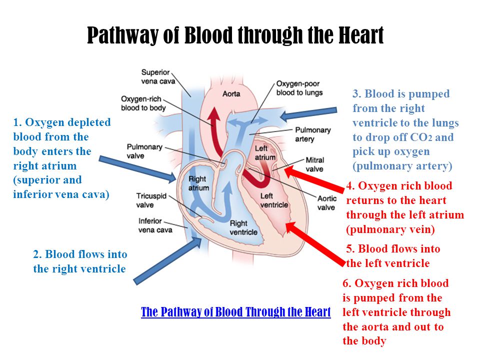 Pathway of Blood through the Heart 1.