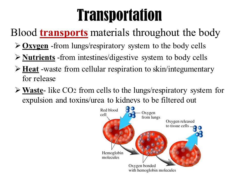 Transportation Blood transports materials throughout the body  Oxygen -from lungs/respiratory system to the body cells  Nutrients -from intestines/digestive system to body cells  Heat -waste from cellular respiration to skin/integumentary for release  Waste- like CO 2 from cells to the lungs/respiratory system for expulsion and toxins/urea to kidneys to be filtered out