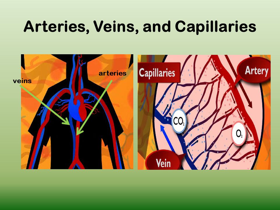 Arteries, Veins, and Capillaries veins arteries