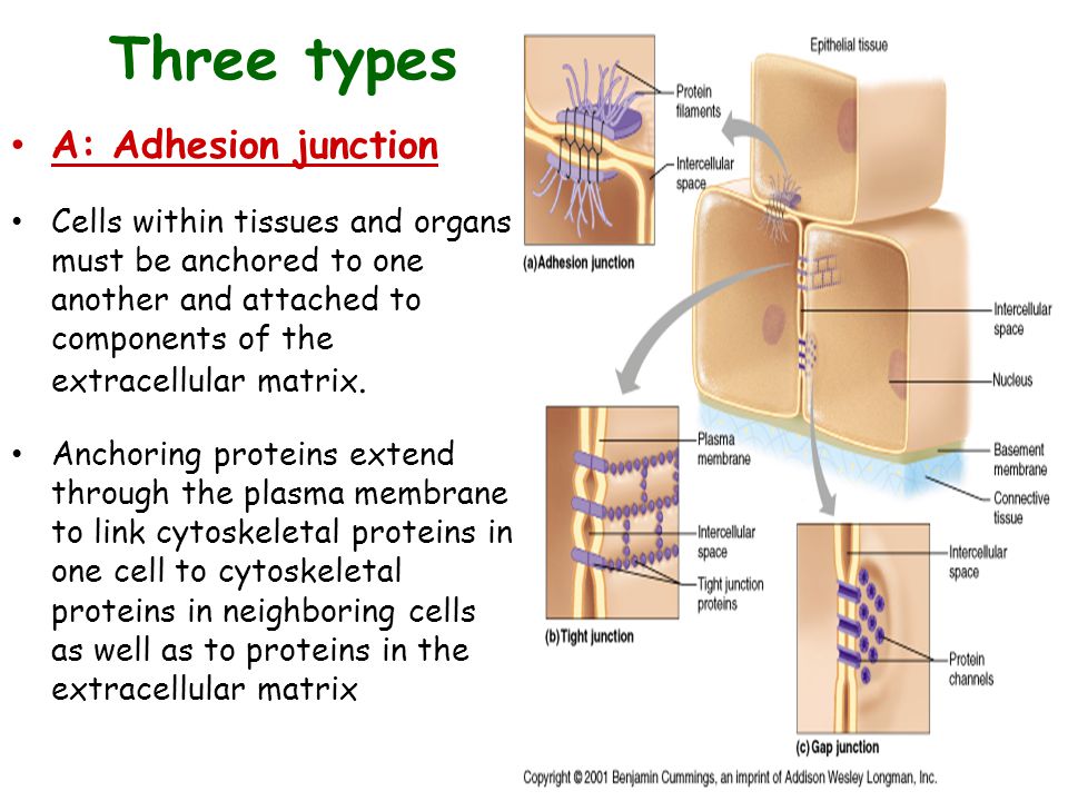 type of cell junction anchors adjacent cells and resist thai separates during contractile activities type of cell junction anchors adjacent cells and resist thai separates during contractile activities