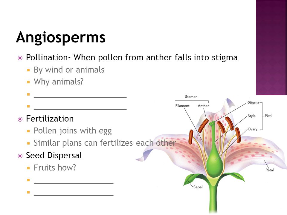  Pollination- When pollen from anther falls into stigma  By wind or animals  Why animals.