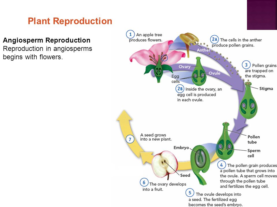 Plant Reproduction Angiosperm Reproduction Reproduction in angiosperms begins with flowers.