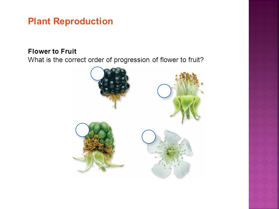Plant Reproduction Flower to Fruit What is the correct order of progression of flower to fruit