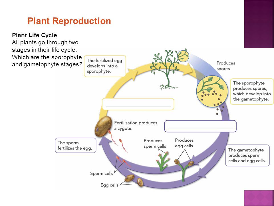 Plant Reproduction Plant Life Cycle All plants go through two stages in their life cycle.
