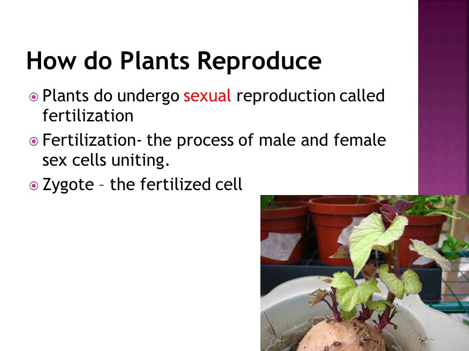  Plants do undergo sexual reproduction called fertilization  Fertilization- the process of male and female sex cells uniting.