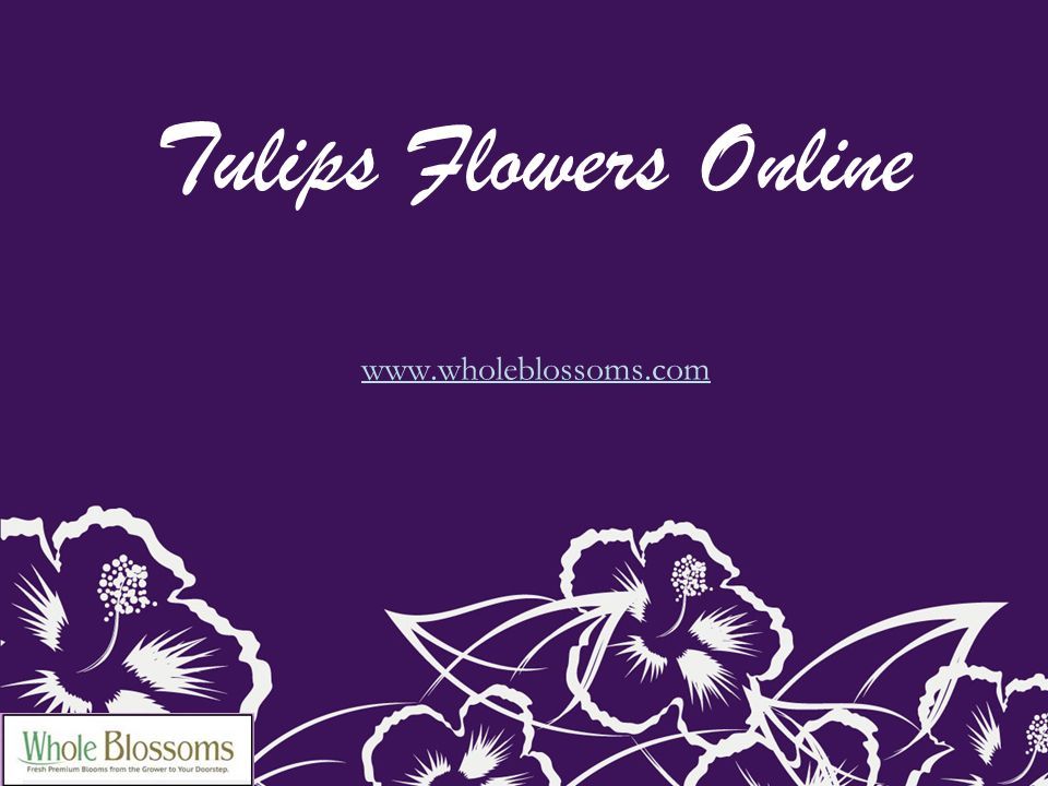 Tulips Flowers Online