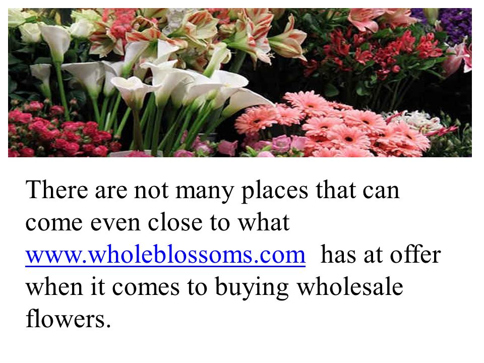 There are not many places that can come even close to what   has at offer when it comes to buying wholesale flowers.