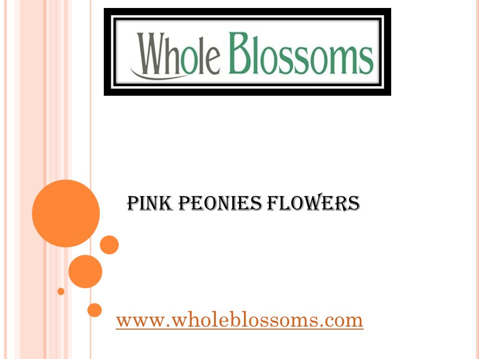 Pink Peonies Flowers