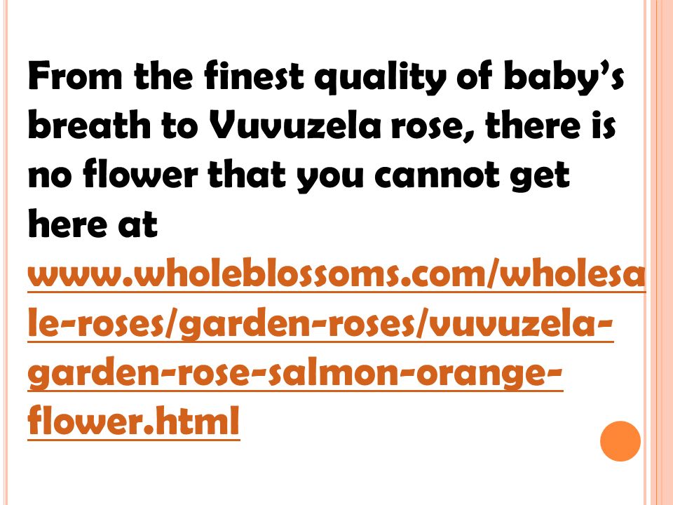 From the finest quality of baby’s breath to Vuvuzela rose, there is no flower that you cannot get here at   le-roses/garden-roses/vuvuzela- garden-rose-salmon-orange- flower.html   le-roses/garden-roses/vuvuzela- garden-rose-salmon-orange- flower.html
