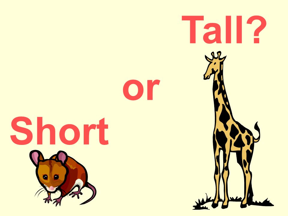 short tall short tall short tall. 3