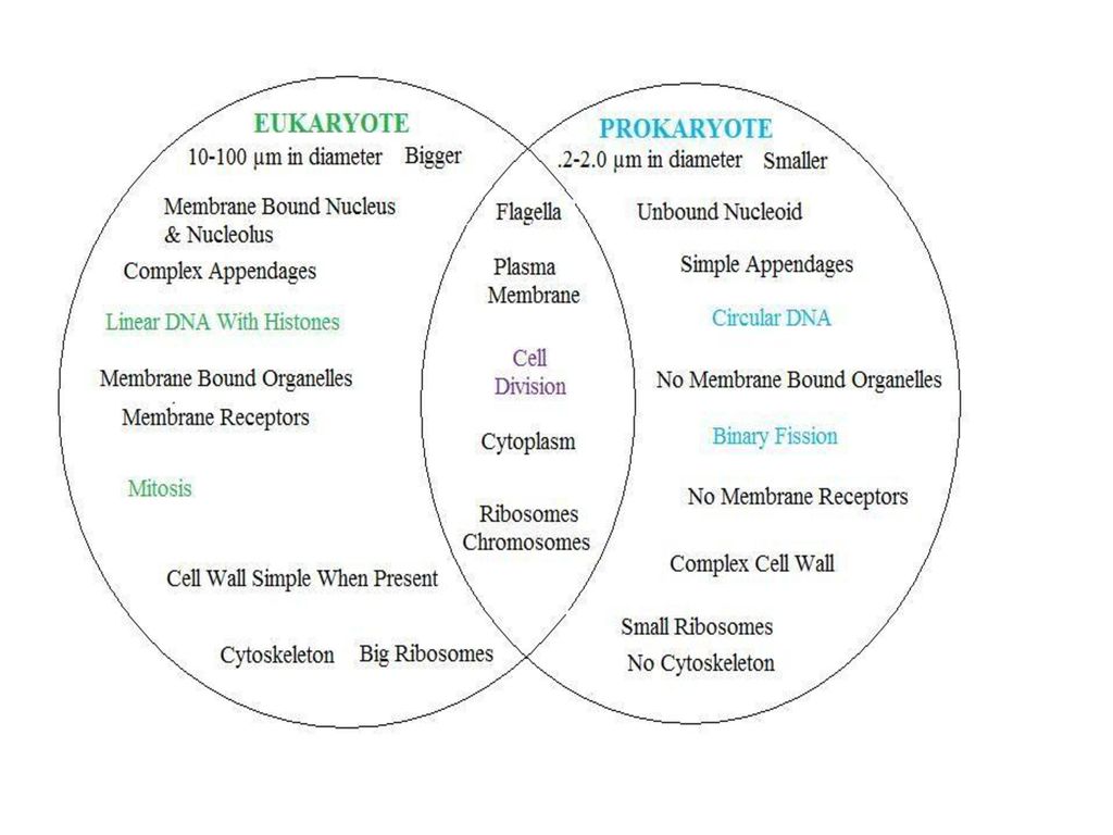 prokaryotes vs eukaryotes venn diagram am2 fuse box wiring diagram fission fusion venn diagram