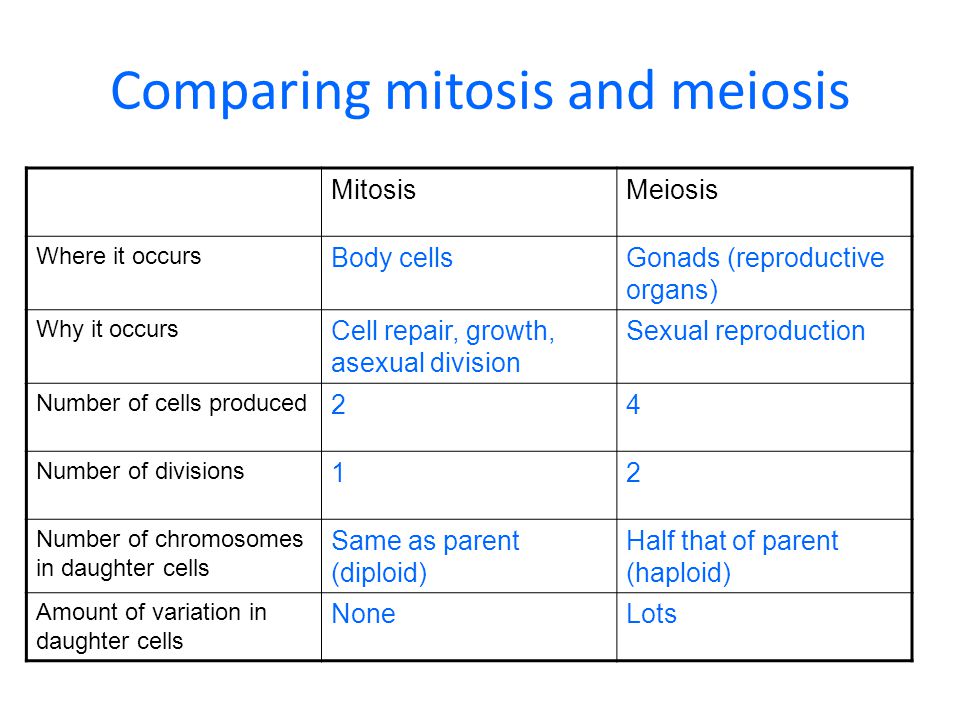 Worksheets Comparing Mitosis And Meiosis mitosis and meiosis worksheet sharebrowse comparing sharebrowse