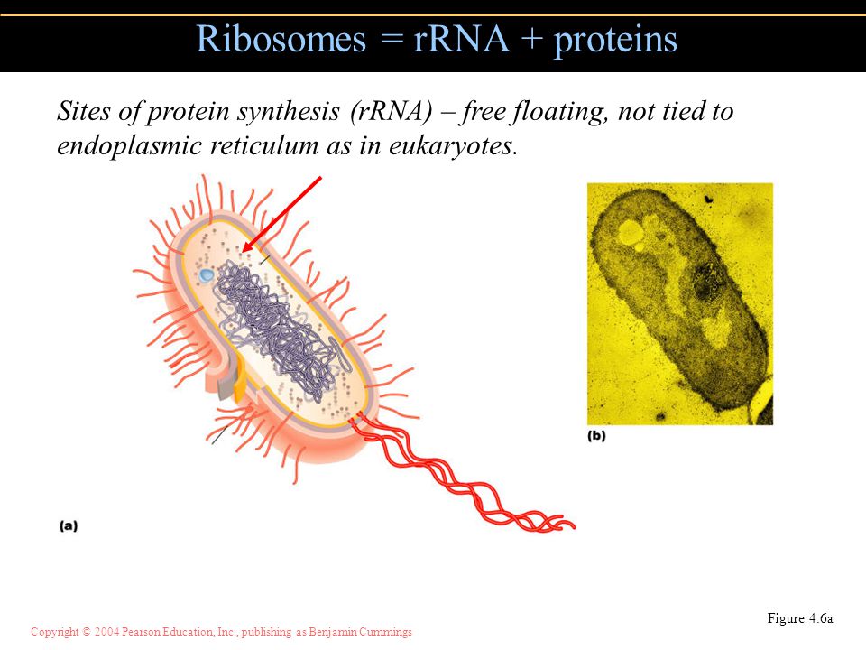 Single Cell Protein Ppt Free