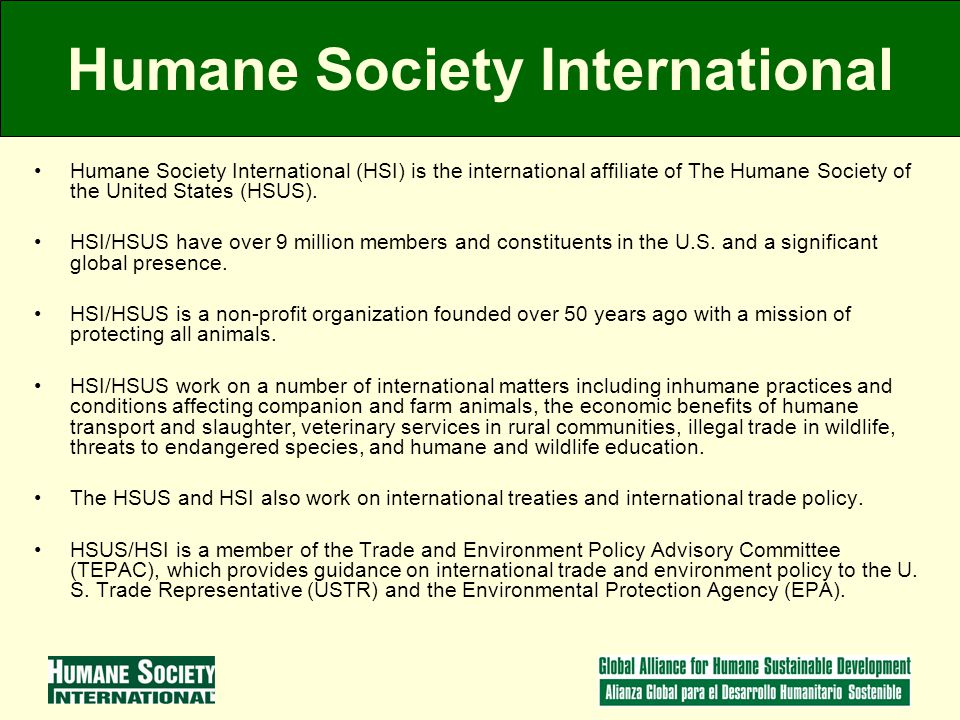Humane Society International Humane Society International (HSI) is the international affiliate of The Humane Society of the United States (HSUS).