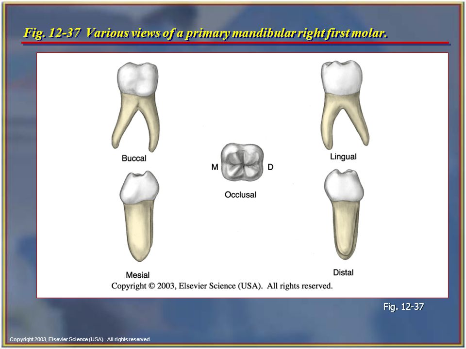 chapter 12 tooth morphology copyright 2003 elsevier science usa primary mandibular first molar