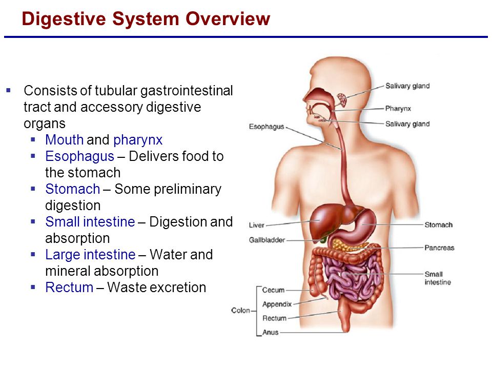essays about the digestive system The human digestive system essay 772 words | 4 pages order to function have to be extracted from food and absorbed into the body the process responsible for this is known as digestion. essays about the digestive system The human digestive system essay 772 words | 4 pages order to function have to be extracted from food and absorbed into the body the process responsible for this is known as digestion.