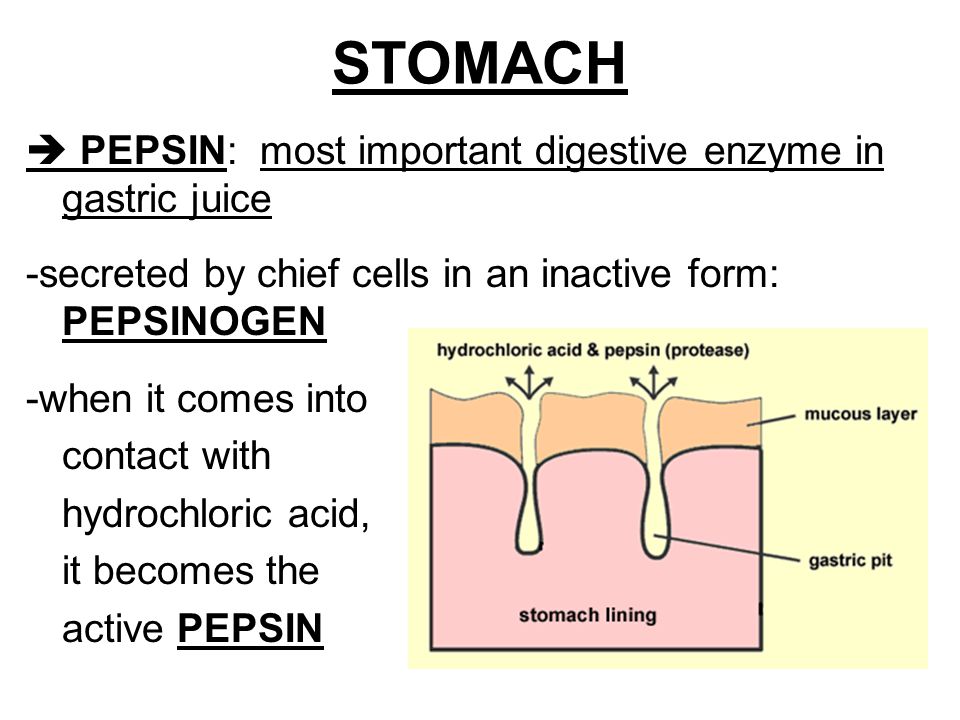 importance of digestive enzymes importance of digestive enzymes