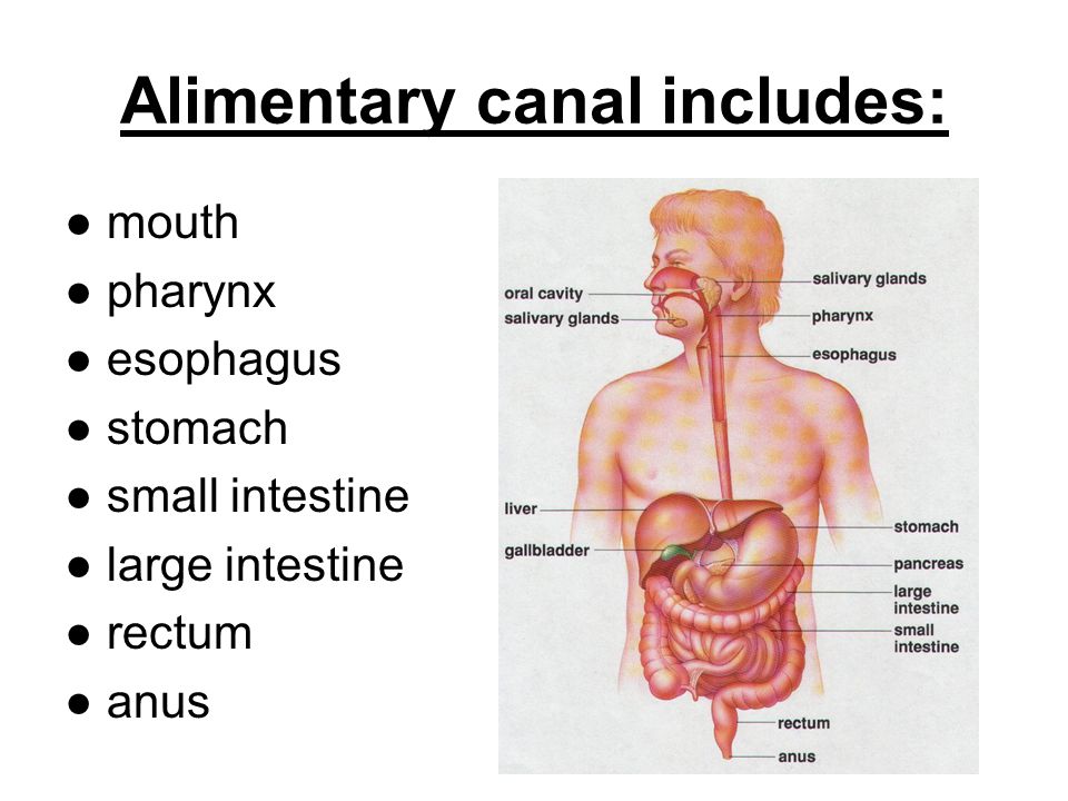 Image result for parts of the alimentary canal.