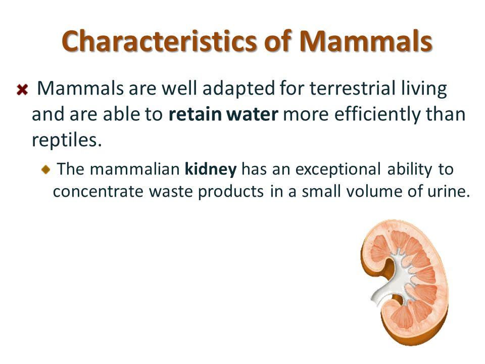 the characteristics types and anatomy of mammals Anatomy and physiology of animals/body organisation four basic types of tissues it forms the skin found covering the outer surface of mammals. the characteristics types and anatomy of mammals Anatomy and physiology of animals/body organisation four basic types of tissues it forms the skin found covering the outer surface of mammals.