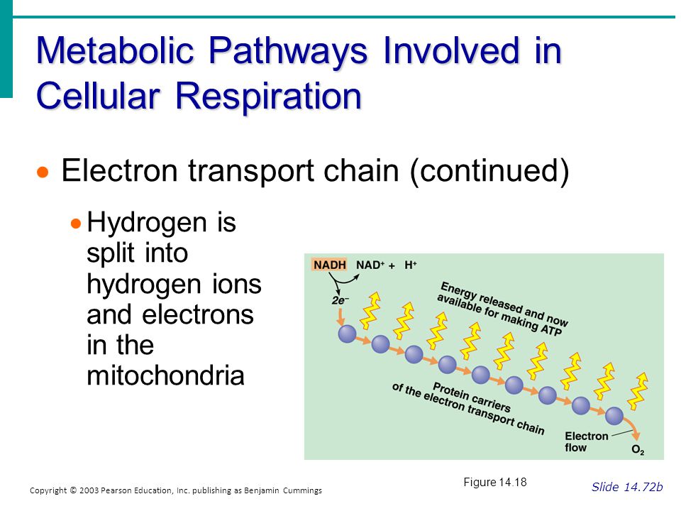 electron transport chain Electron transport chain: the movie to read a text version of the narrative used in this movie, click here the above animation is an embedded windows media movie of the electron transport chain in action. electron transport chain Electron transport chain: the movie to read a text version of the narrative used in this movie, click here the above animation is an embedded windows media movie of the electron transport chain in action.