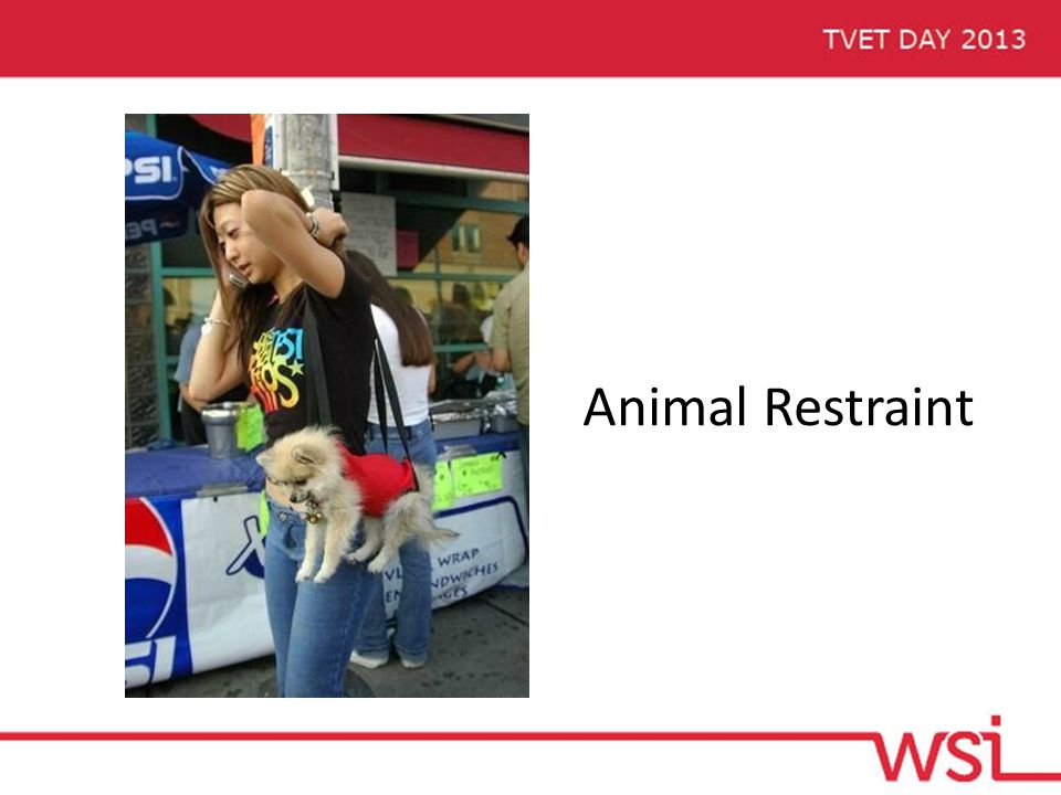 Animal Restraint