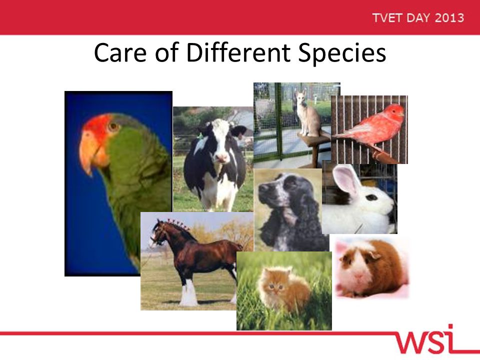 Care of Different Species