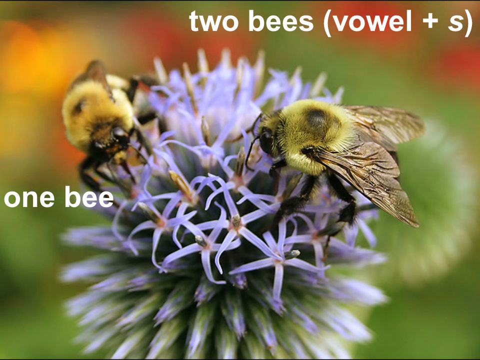 two bees (vowel + s) one bee