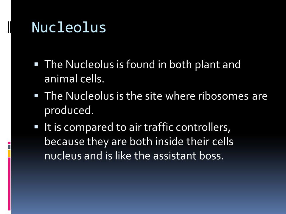 Presentation "The Airport: David Gardner. The Cell Membrane The ... Presentation "The Airport: David Gardner. The Cell Membrane The ...