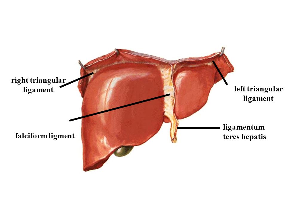 Ligamentum teres hepatis || Med-koM