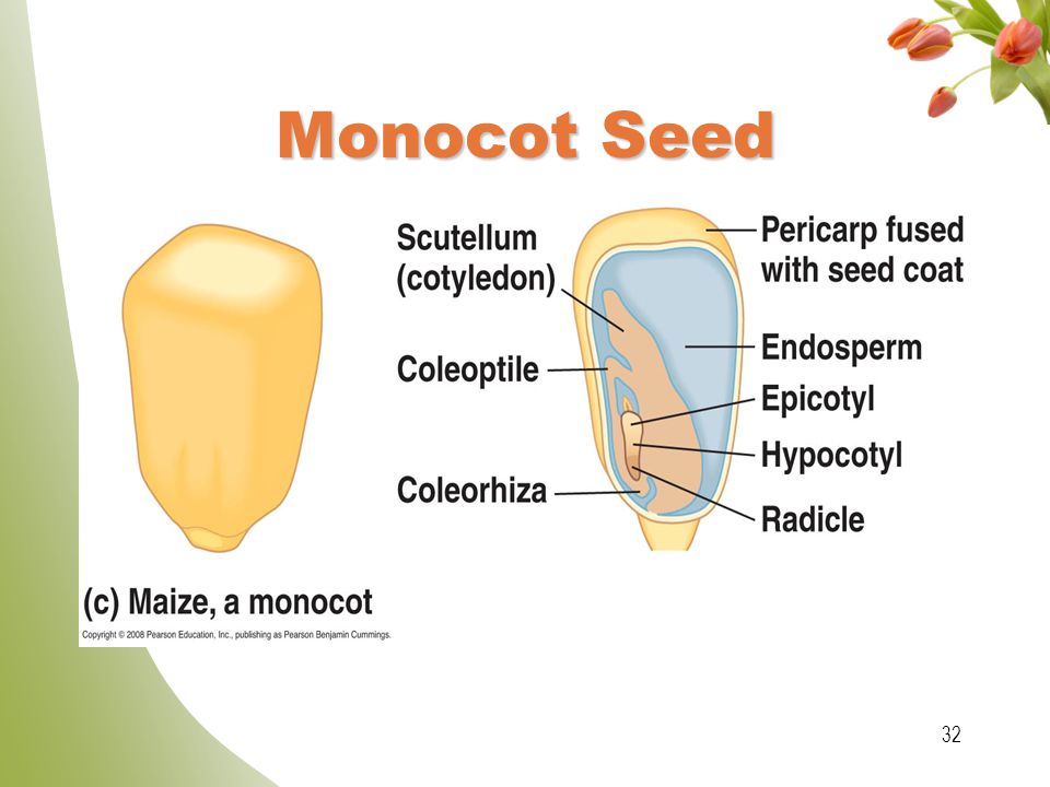 What are some examples of monocot seeds?