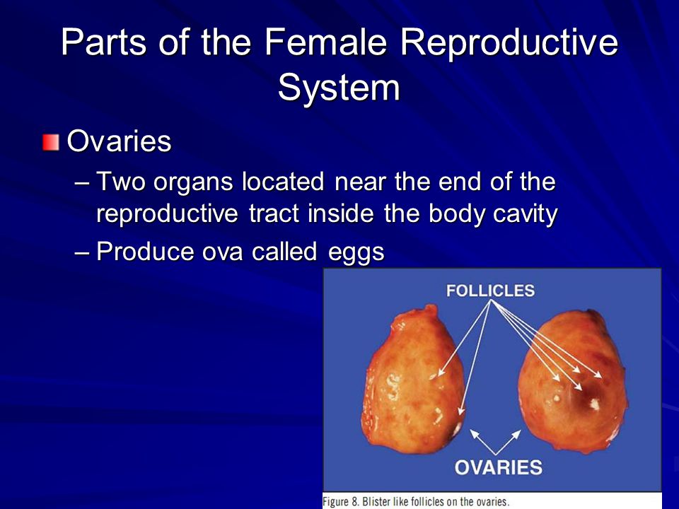 Mares+Vagina Parts of the Female Reproductive System Ovaries –Two organs located ...