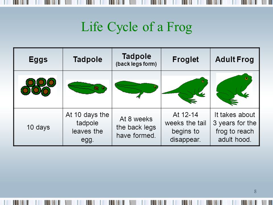 cycle of a frog cycle of a frog