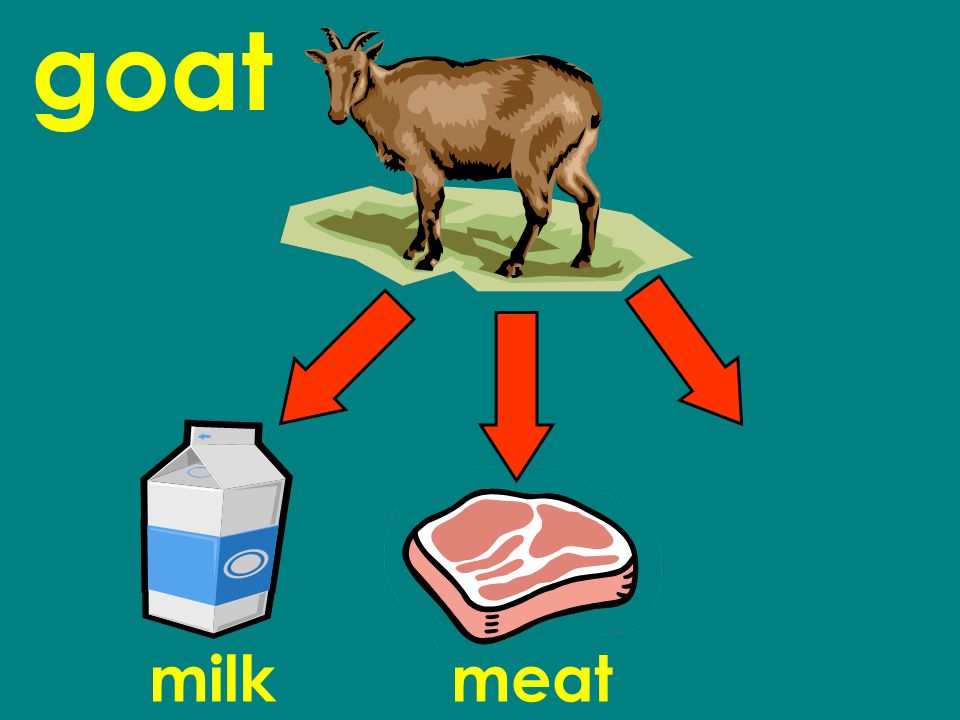 goat milkmeat