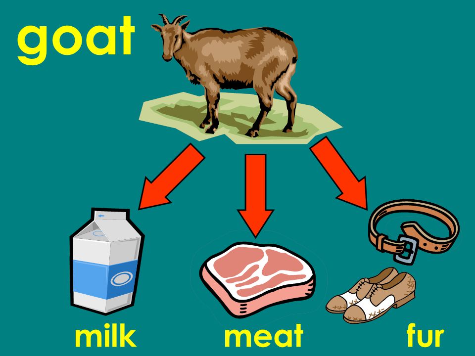 goat milkmeatfur