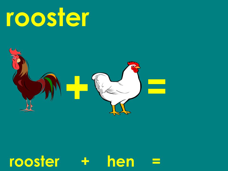 rooster rooster + hen = chick