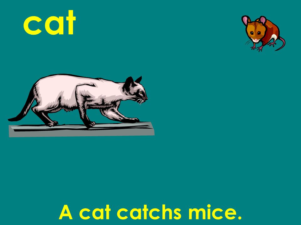 A cat catchs mice.