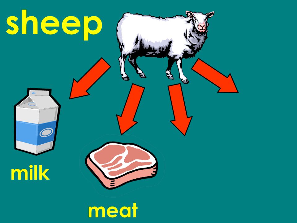 sheep milk meat