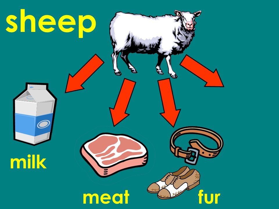 sheep milk meatfur