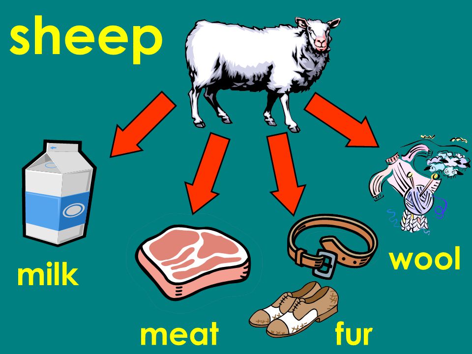sheep milk meatfur wool