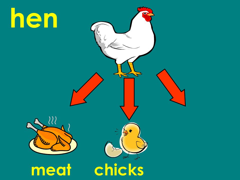 hen meatchicks