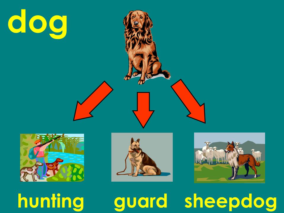 dog huntingguardsheepdog