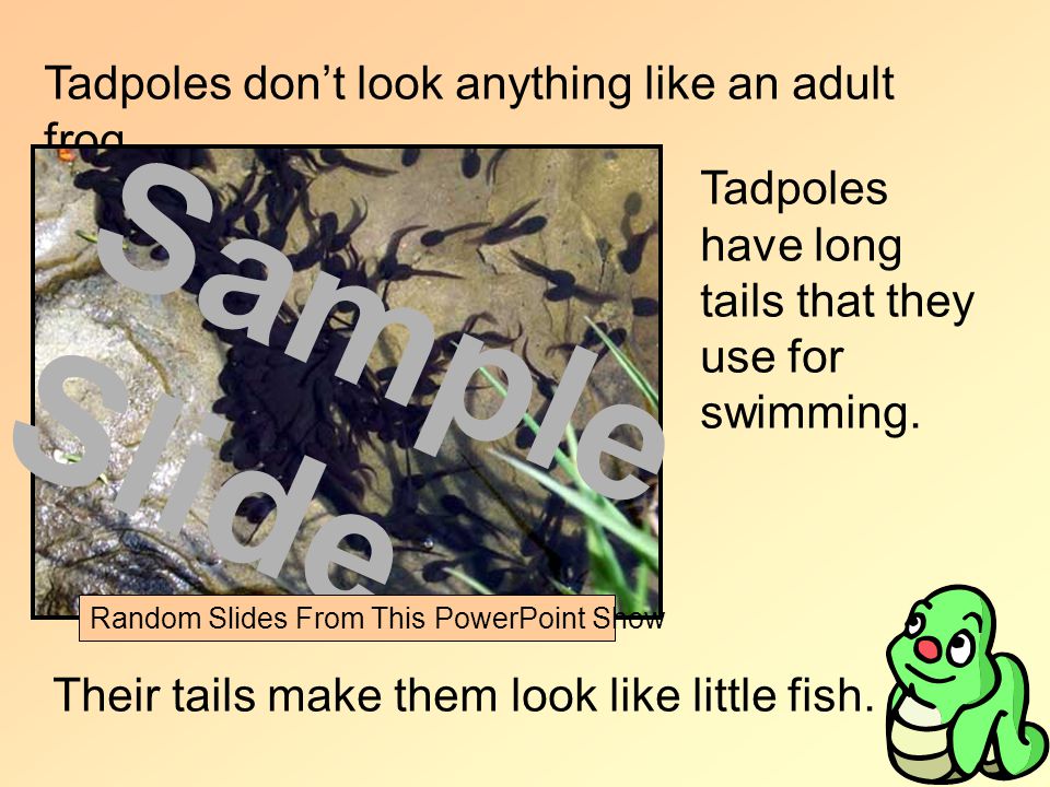 Tadpoles dont look anything like an adult frog.
