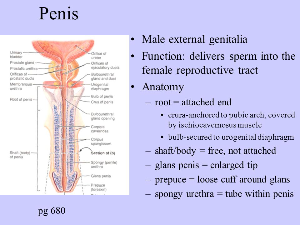 Functions Of Penis 63