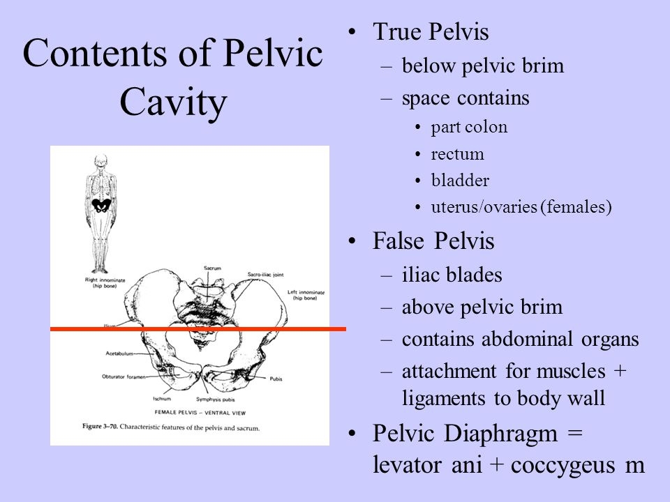 How do you distinguish between the true pelvis and the false pelvis?