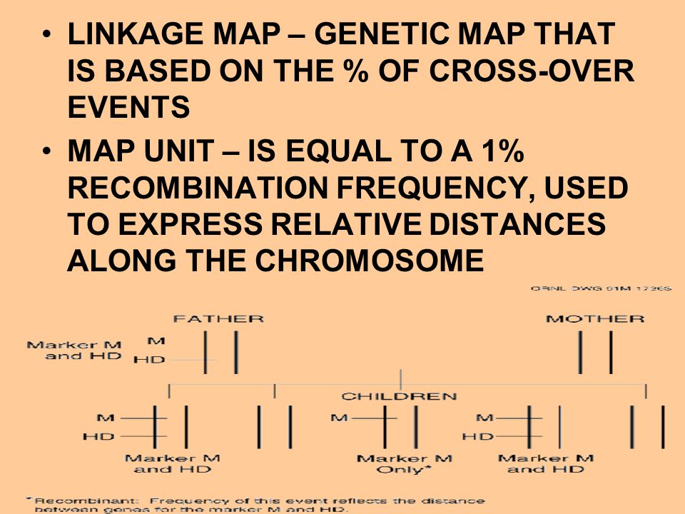 1 Map Unit Is Equal To LINKAGE MAP  GENETIC MAP THAT IS BASED ON THE % OF CROSS-OVER EVENTS