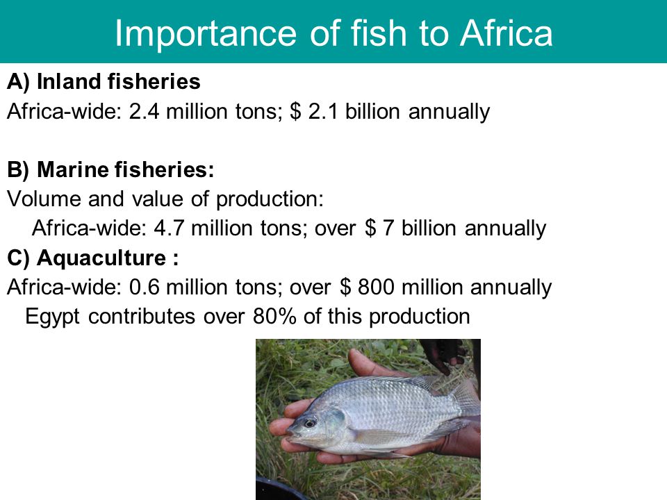 Importance of fish to Africa A) Inland fisheries Africa-wide: 2.4 million tons; $ 2.1 billion annually B) Marine fisheries: Volume and value of production: Africa-wide: 4.7 million tons; over $ 7 billion annually C) Aquaculture : Africa-wide: 0.6 million tons; over $ 800 million annually Egypt contributes over 80% of this production