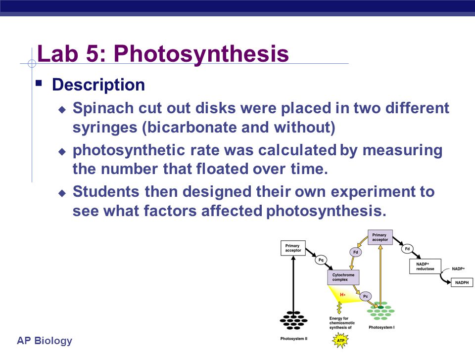ap biology photosynthesis essay answer ap biology photosynthesis essay answer